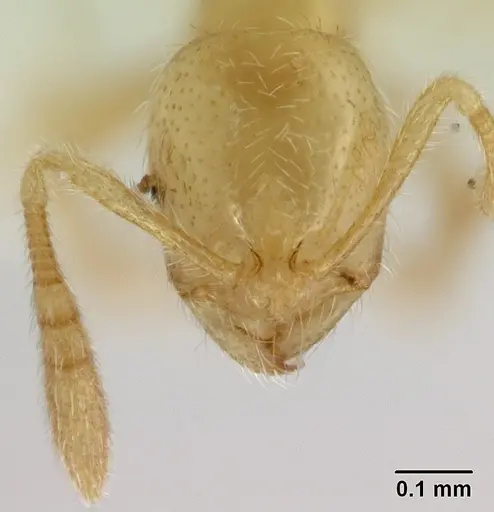 Syllophopsis australica specimen