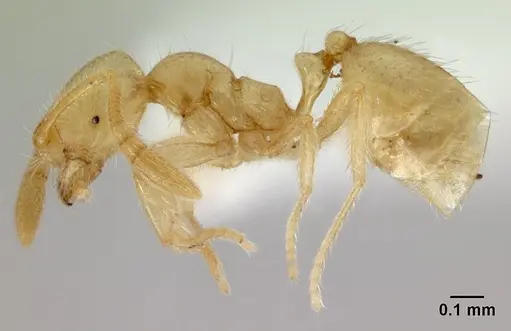 Syllophopsis australica specimen