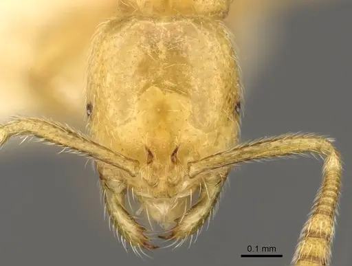 Syllophopsis elgonensis specimen