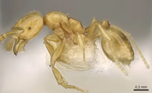 Syllophopsis elgonensis specimen