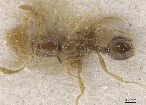 Syllophopsis elgonensis - CASENT0915413