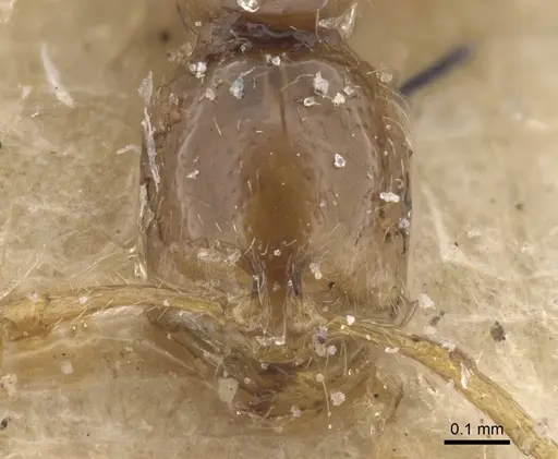 Syllophopsis elgonensis - CASENT0915413