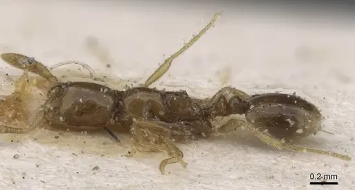 Syllophopsis elgonensis - CASENT0915413