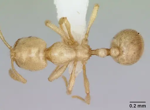 Syllophopsis ferodens specimen