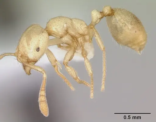 Syllophopsis ferodens specimen