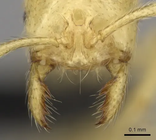 Syllophopsis ferodens - CASENT0478924