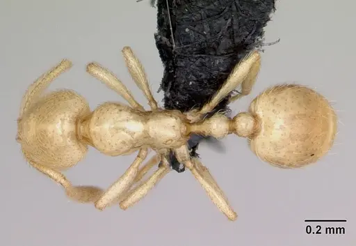 Syllophopsis ferodens - CASENT0478937