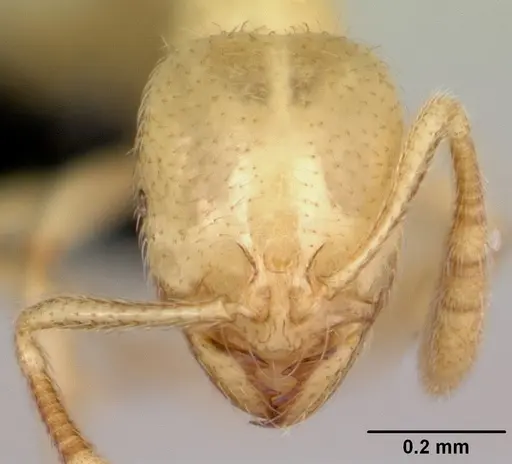 Syllophopsis ferodens - CASENT0478937