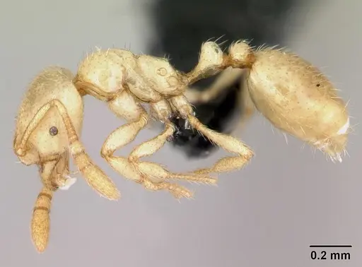 Syllophopsis ferodens - CASENT0478937