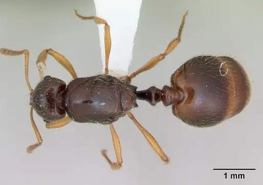 Syllophopsis fisheri specimen