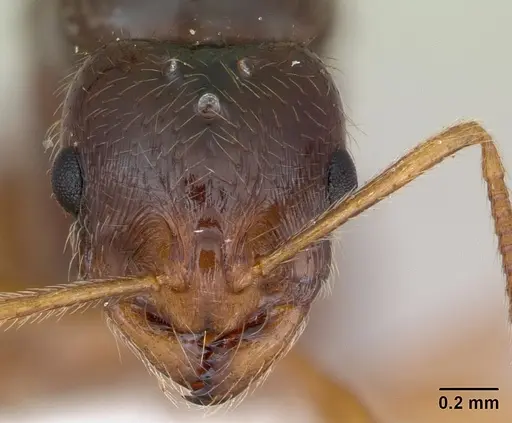 Syllophopsis fisheri specimen