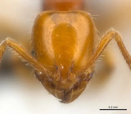 Syllophopsis gongromos specimen