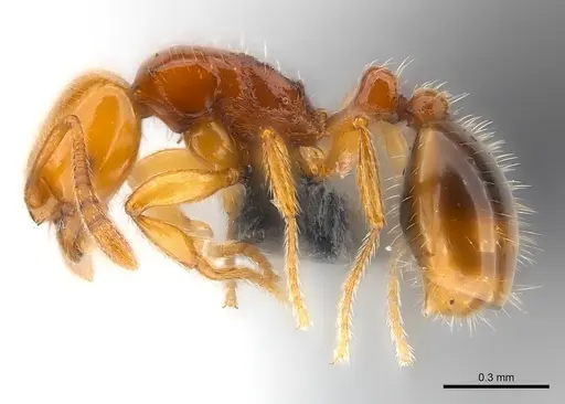 Syllophopsis gongromos specimen