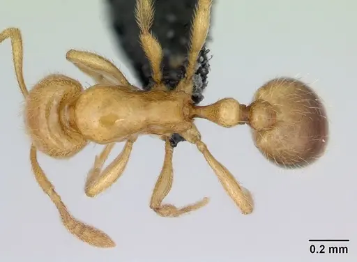 Syllophopsis hildebrandti specimen