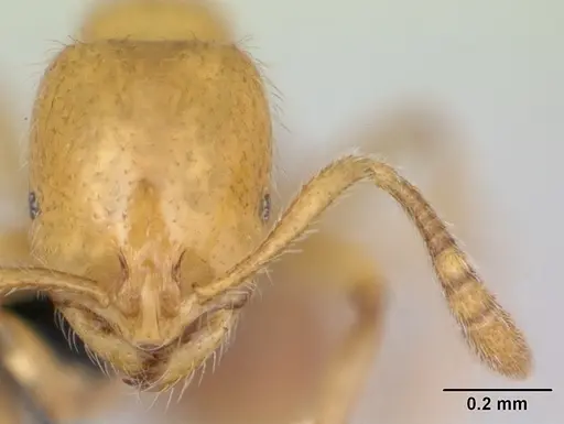 Syllophopsis hildebrandti specimen