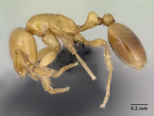 Syllophopsis hildebrandti specimen