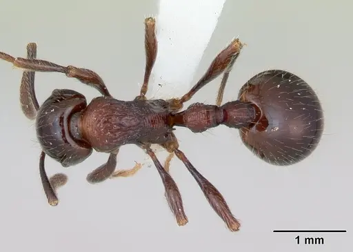 Syllophopsis infusca specimen