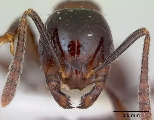 Syllophopsis infusca specimen