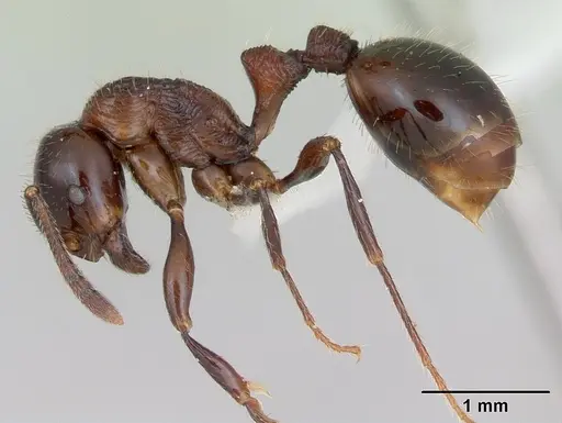 Syllophopsis infusca specimen