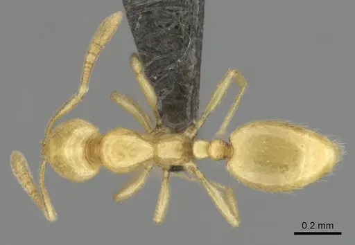 Syllophopsis jonesi specimen
