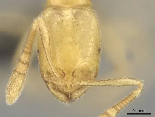 Syllophopsis jonesi specimen