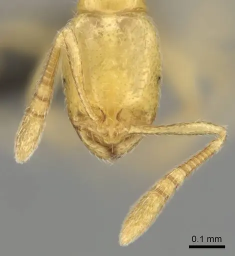 Syllophopsis jonesi specimen