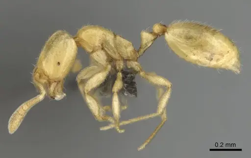 Syllophopsis jonesi - CASENT0256599