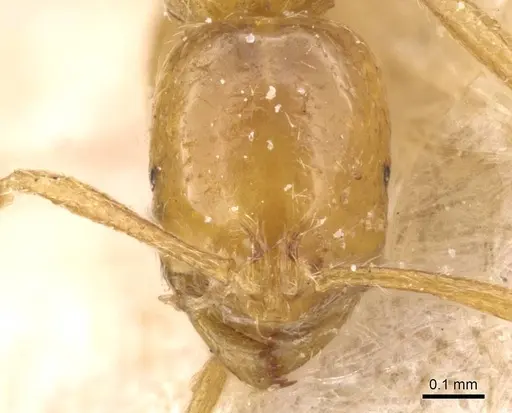 Syllophopsis jonesi - CASENT0913810