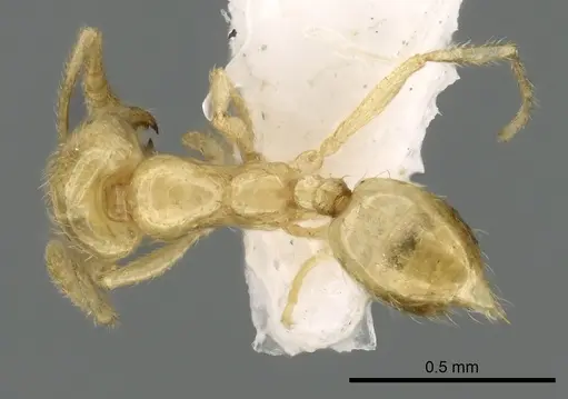Syllophopsis kondratieffi specimen