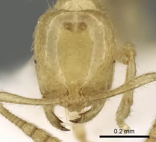 Syllophopsis kondratieffi specimen