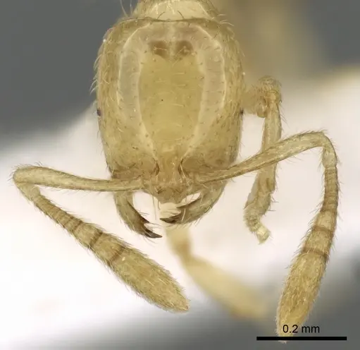 Syllophopsis kondratieffi specimen