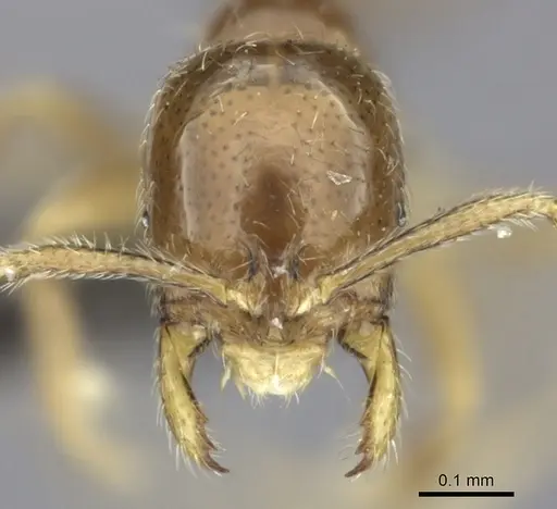 Syllophopsis malamixta specimen