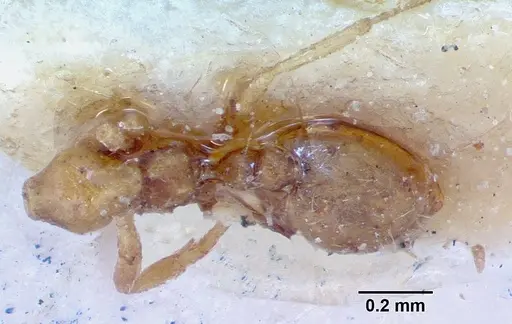 Syllophopsis modesta specimen