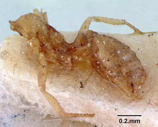 Syllophopsis modesta specimen