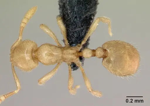 Syllophopsis modesta - CASENT0026710