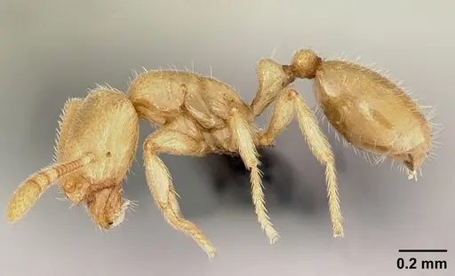 Syllophopsis modesta - CASENT0026710