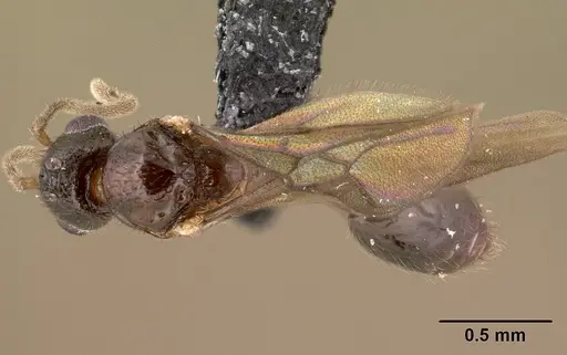 Syllophopsis modesta - CASENT0135642