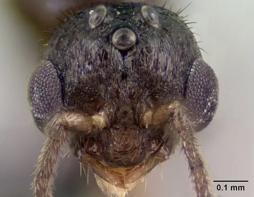 Syllophopsis modesta - CASENT0135642