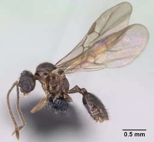 Syllophopsis modesta - CASENT0135642