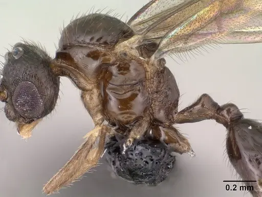 Syllophopsis modesta - CASENT0135642