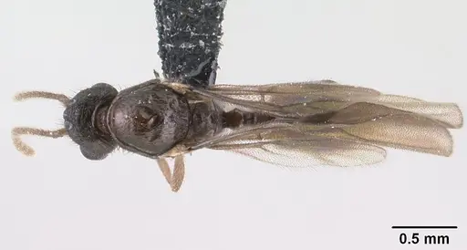 Syllophopsis modesta - CASENT0135643