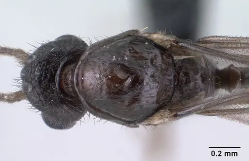 Syllophopsis modesta - CASENT0135643