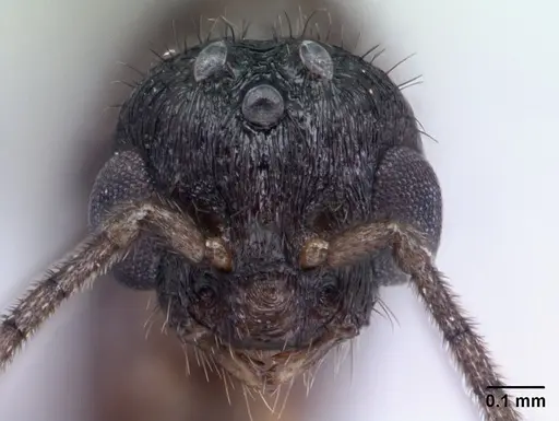 Syllophopsis modesta - CASENT0135643