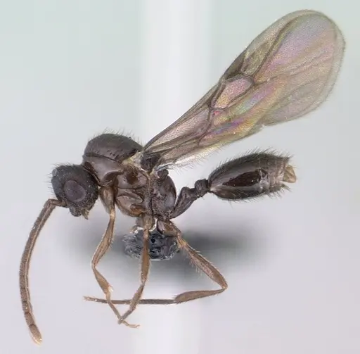 Syllophopsis modesta - CASENT0135643