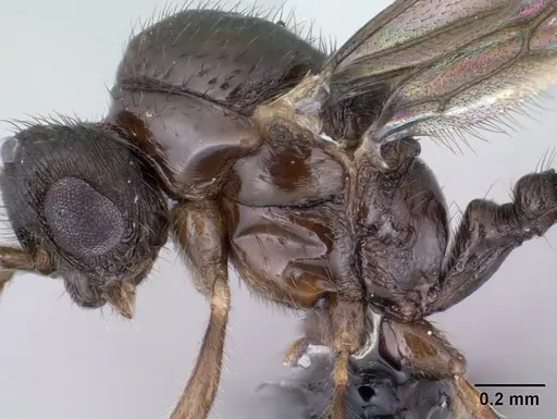 Syllophopsis modesta - CASENT0135643