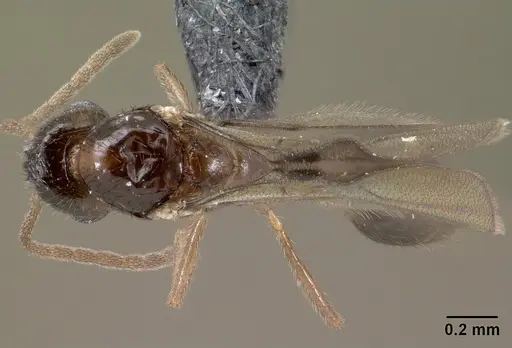 Syllophopsis modesta - CASENT0138538