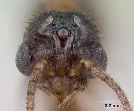 Syllophopsis modesta - CASENT0138538