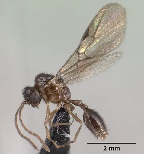 Syllophopsis modesta - CASENT0138538