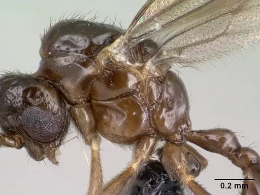 Syllophopsis modesta - CASENT0138538