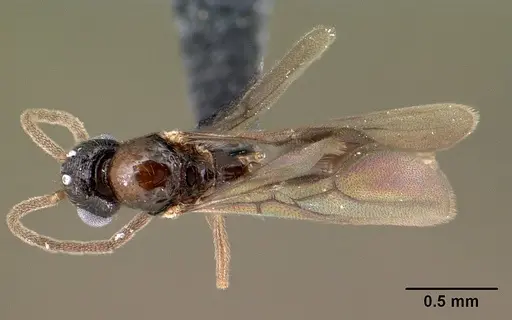 Syllophopsis modesta - CASENT0143686